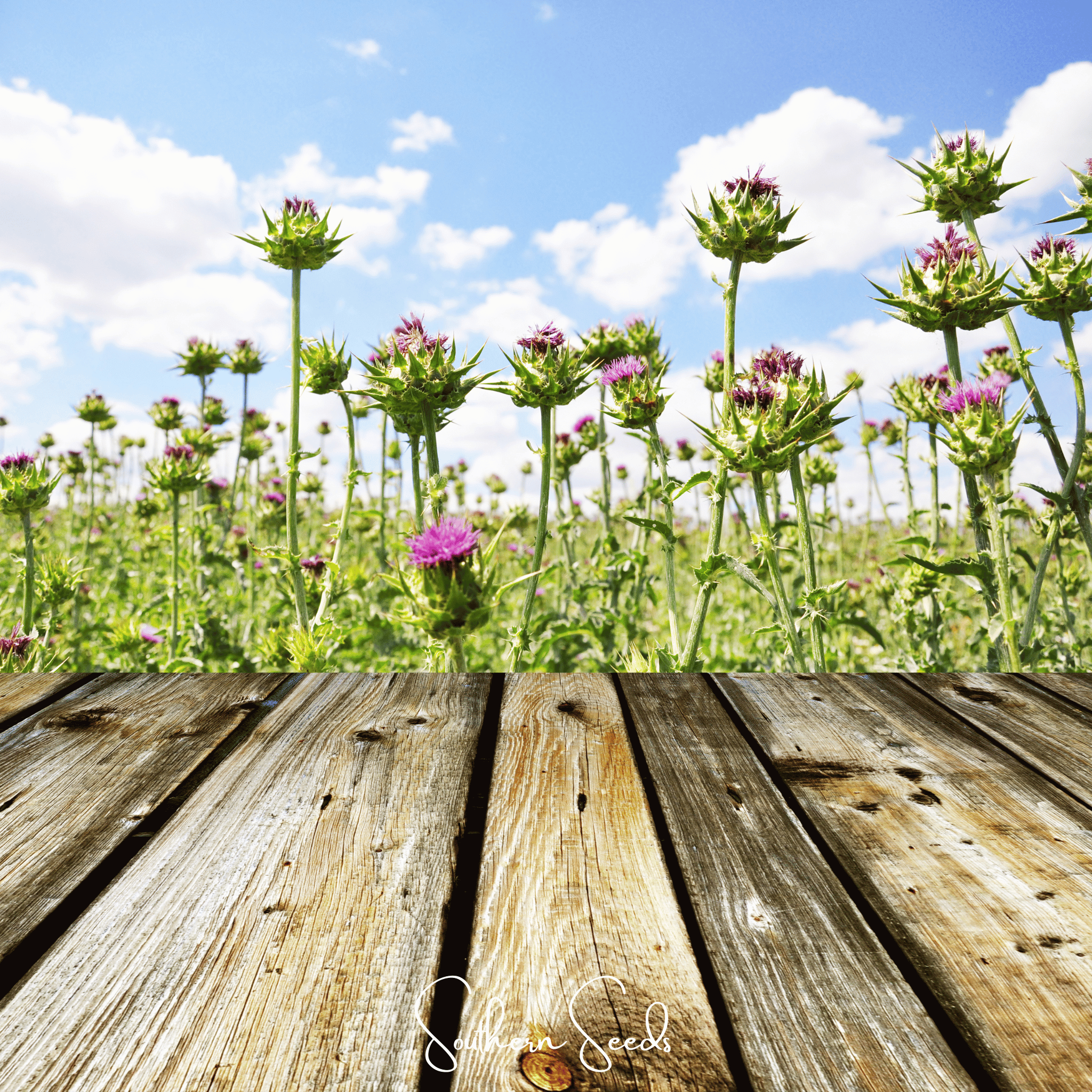 Milk Thistle – 20 Seeds | Seeds | Wiccan Center