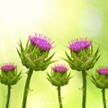 Milk Thistle – 20 Seeds | Seeds | Wiccan Center