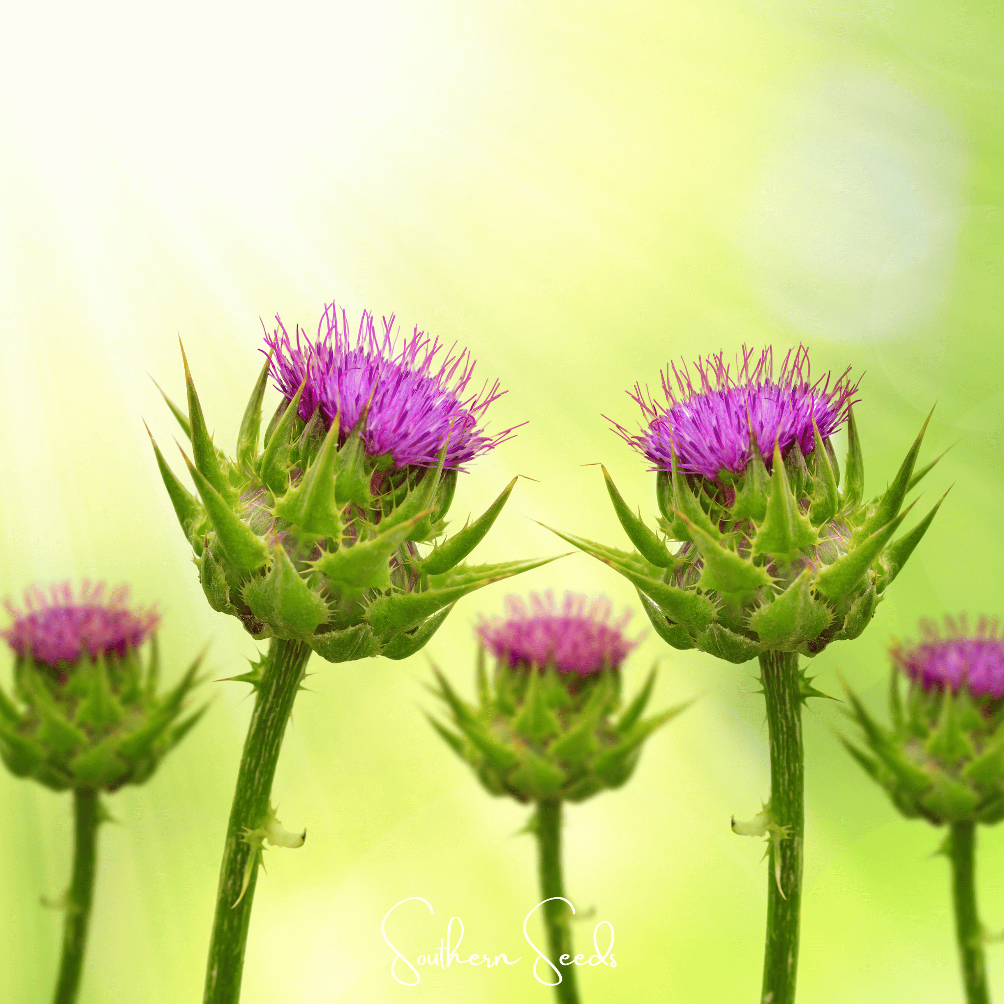 Milk Thistle – 20 Seeds | Seeds | Wiccan Center