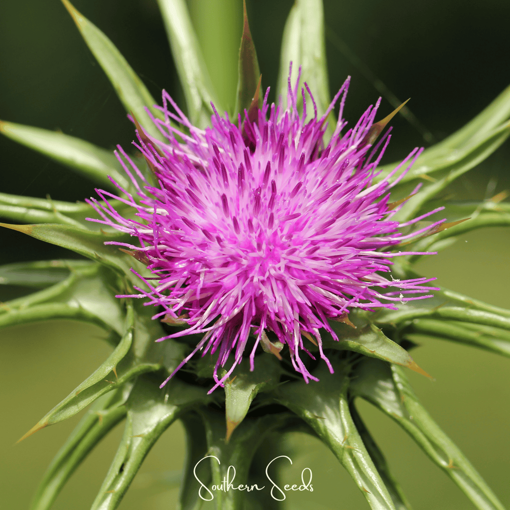 Milk Thistle – 20 Seeds | Seeds | Wiccan Center