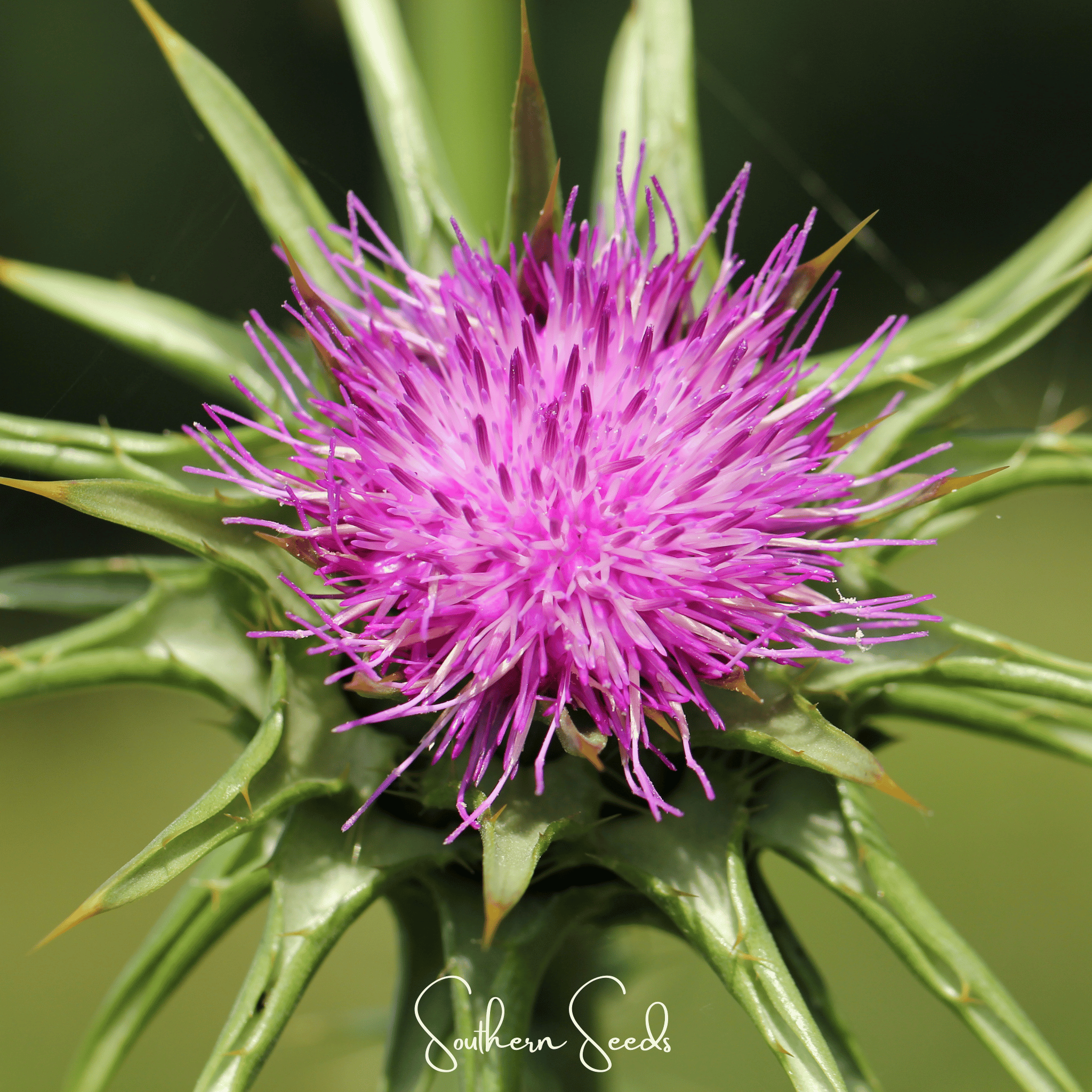 Milk Thistle – 20 Seeds | Seeds | Wiccan Center