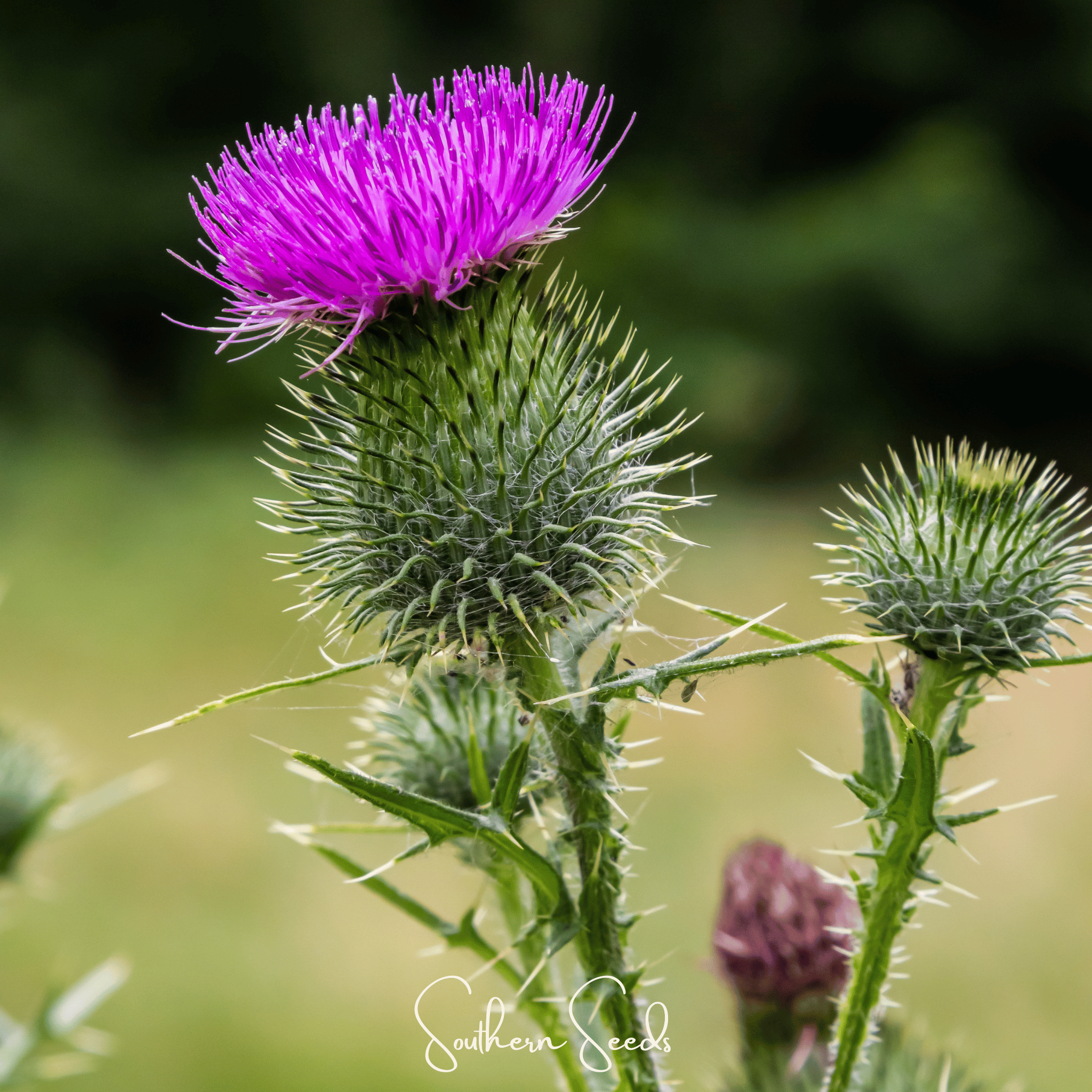 Milk Thistle – 20 Seeds | Seeds | Wiccan Center
