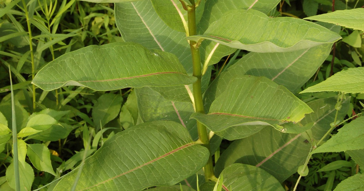 Milkweed Leaf - Cut (1 oz) | Herbs | Wiccan Center