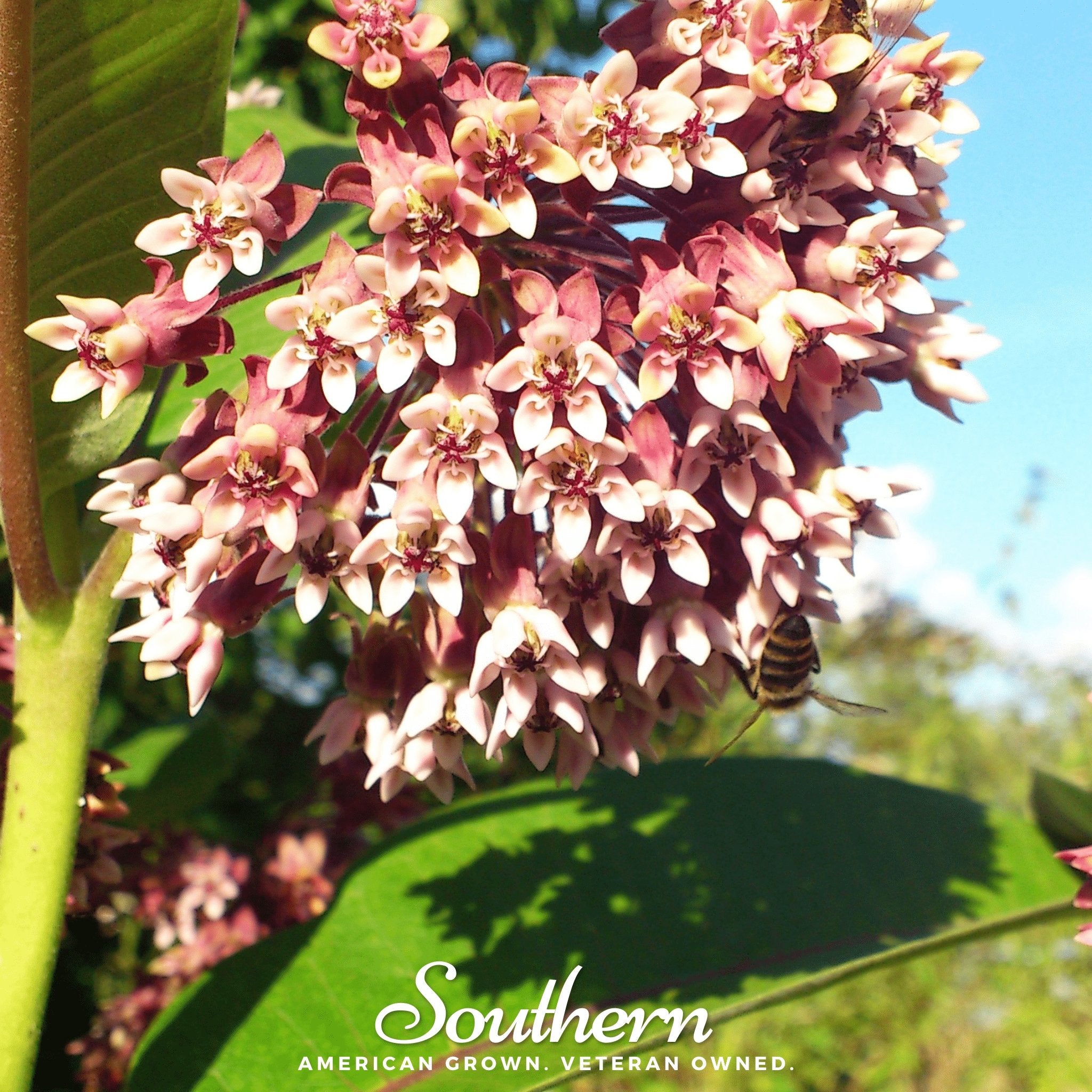 Common Milkweed – 50 Seeds | | Wiccan Center
