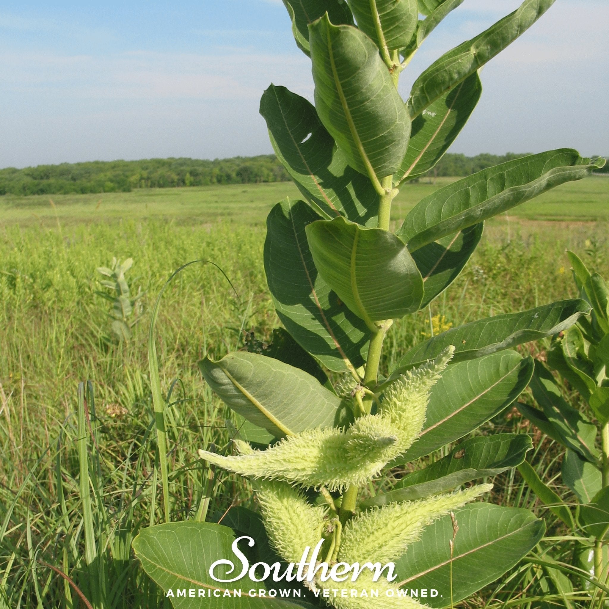 Common Milkweed – 50 Seeds | | Wiccan Center