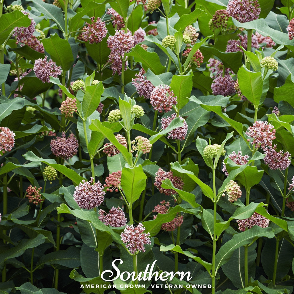 Common Milkweed – 50 Seeds | | Wiccan Center