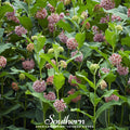Common Milkweed – 50 Seeds | | Wiccan Center