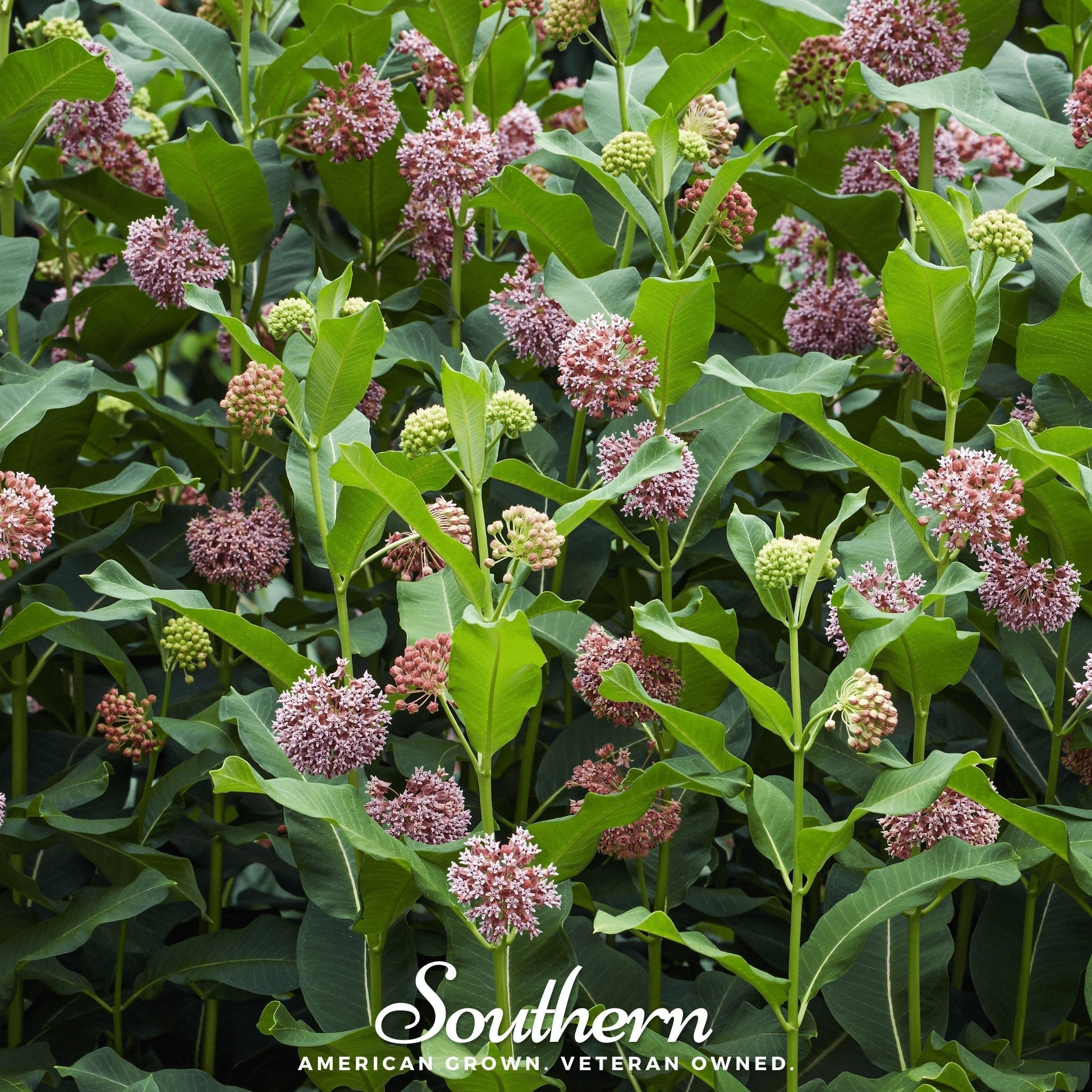 Common Milkweed – 50 Seeds | | Wiccan Center