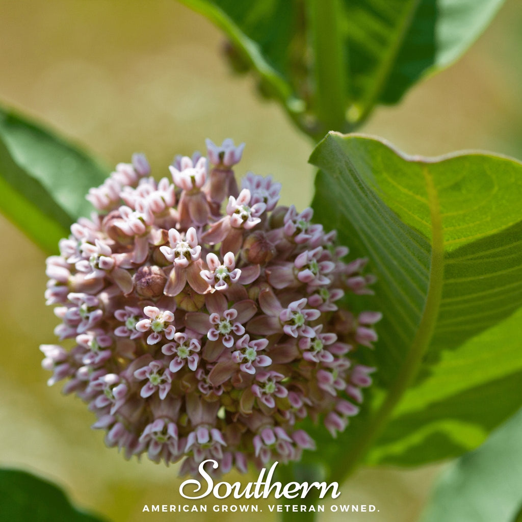Common Milkweed – 50 Seeds | | Wiccan Center