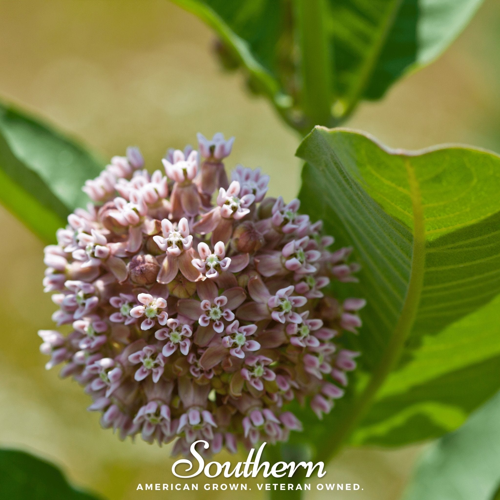Common Milkweed – 50 Seeds | | Wiccan Center