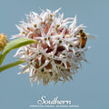 Showy Milkweed – 20 Seeds | | Wiccan Center