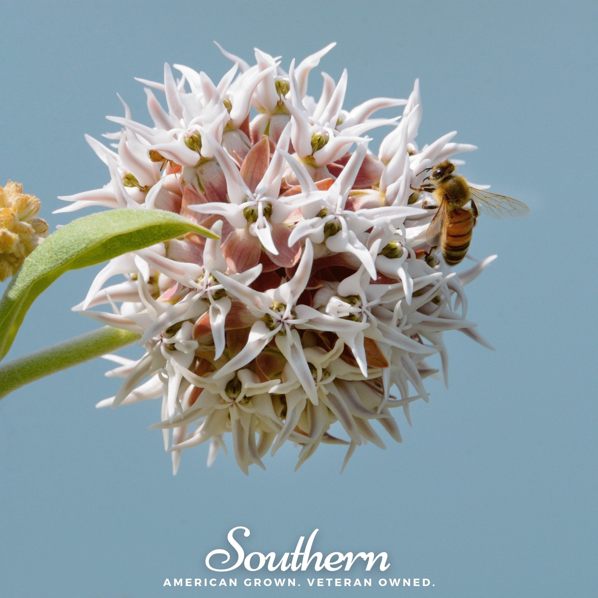 Showy Milkweed – 20 Seeds | | Wiccan Center