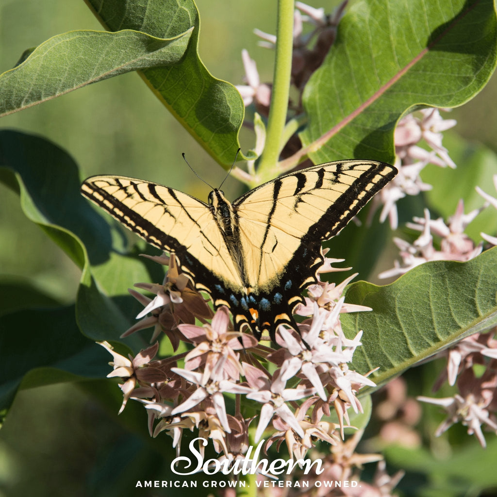 Showy Milkweed – 20 Seeds | | Wiccan Center