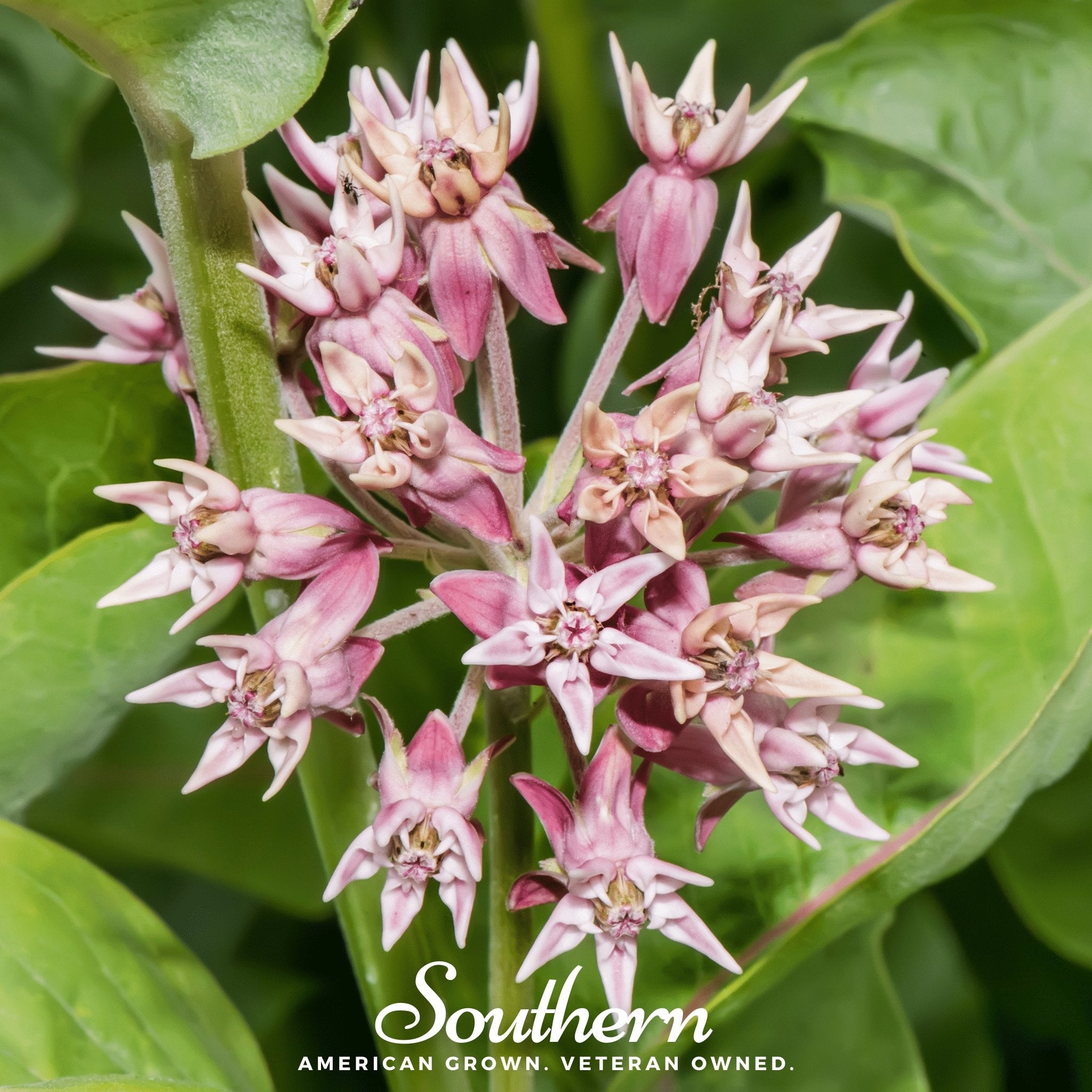 Showy Milkweed – 20 Seeds | | Wiccan Center