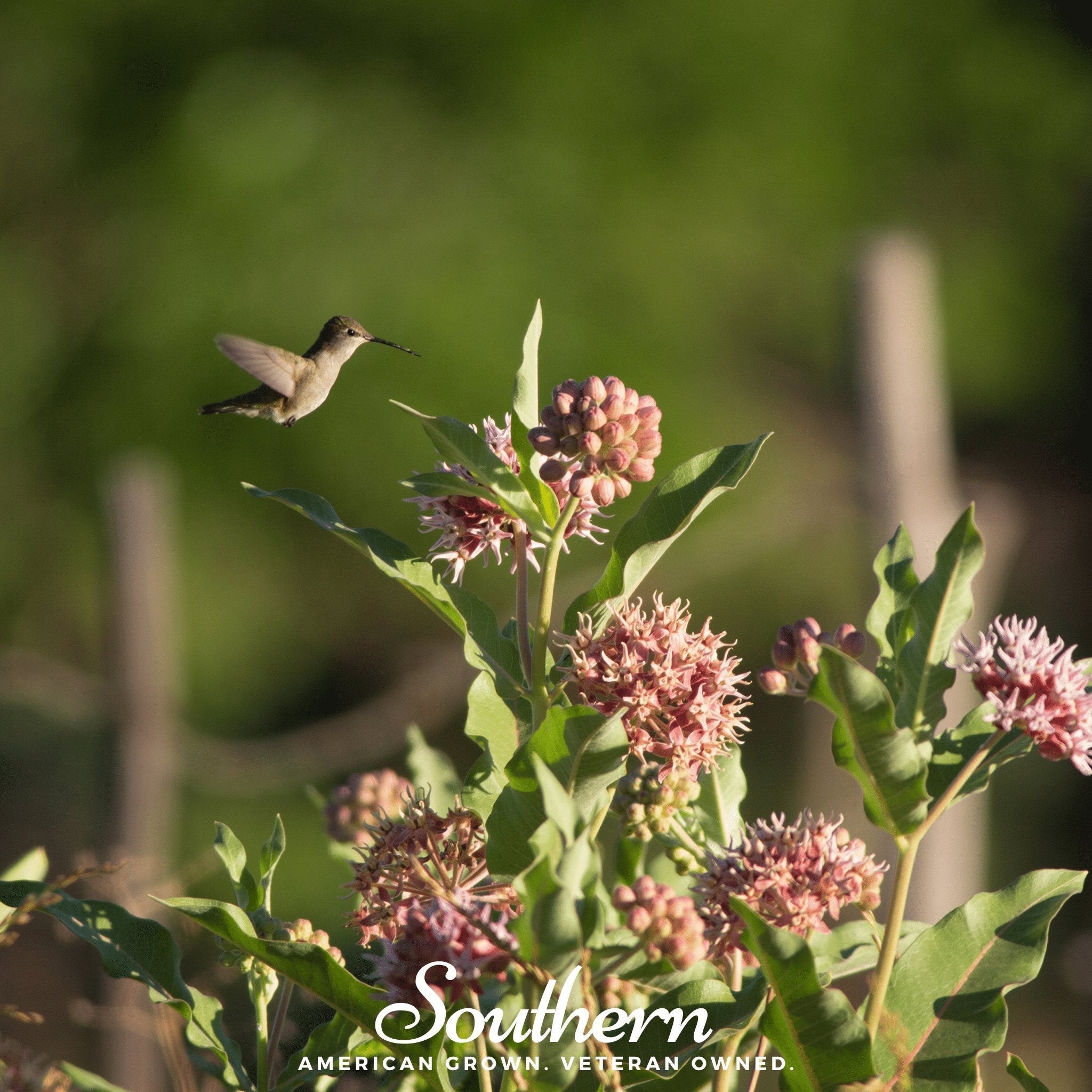 Showy Milkweed – 20 Seeds | | Wiccan Center