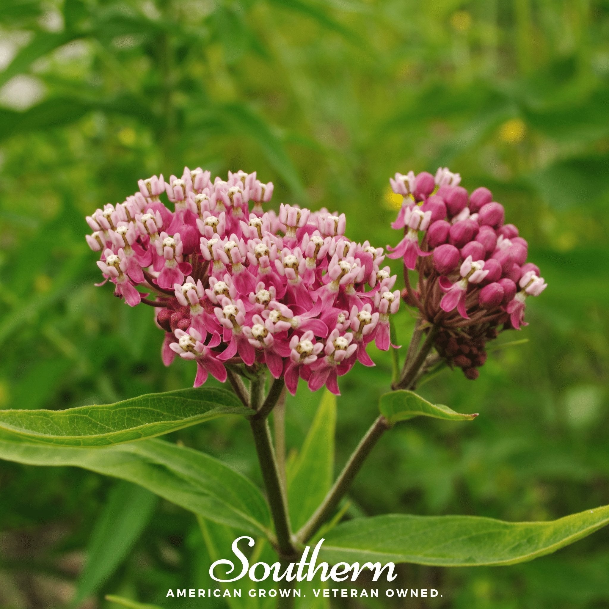 Swamp Milkweed – 50 Seeds | | Wiccan Center