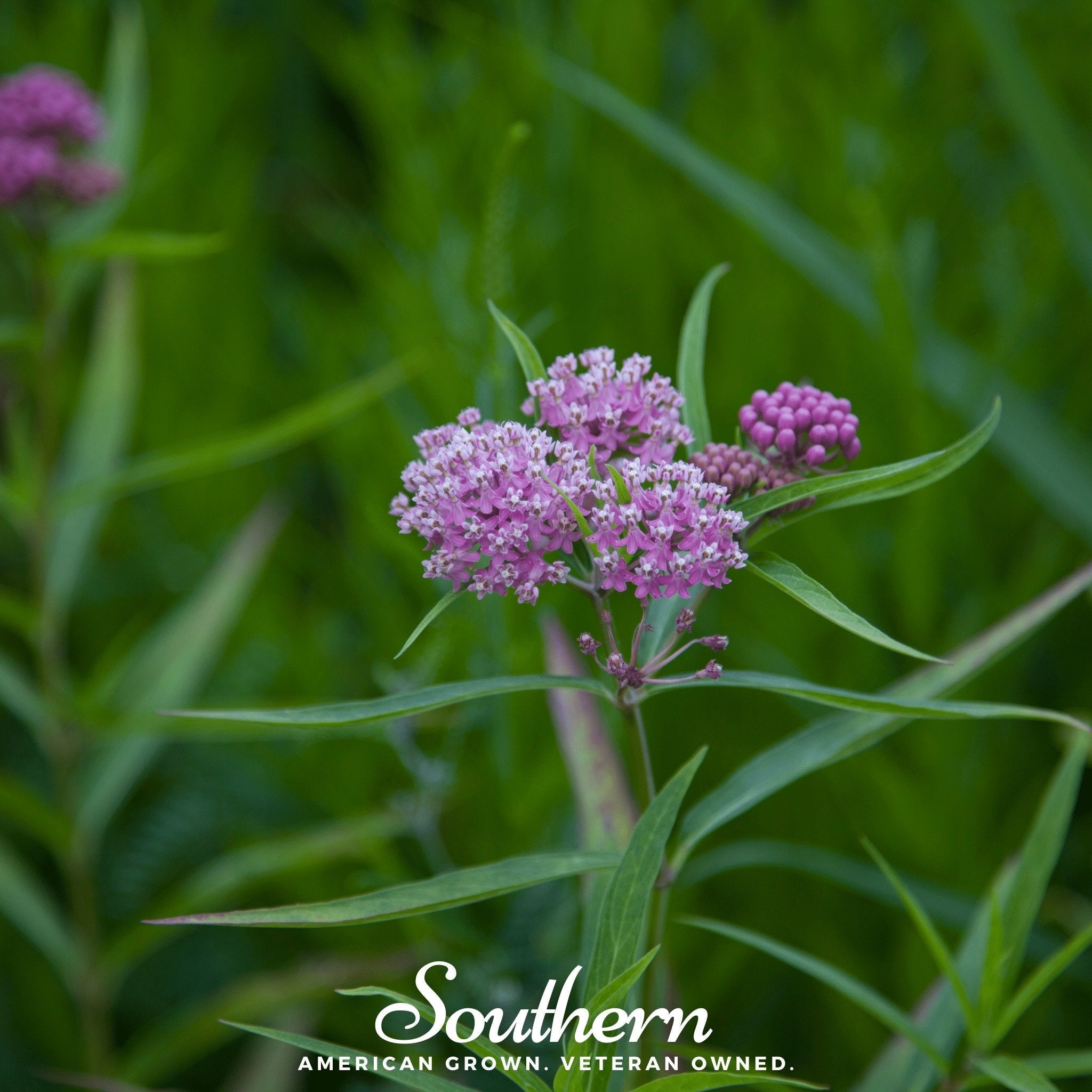 Swamp Milkweed – 50 Seeds | | Wiccan Center