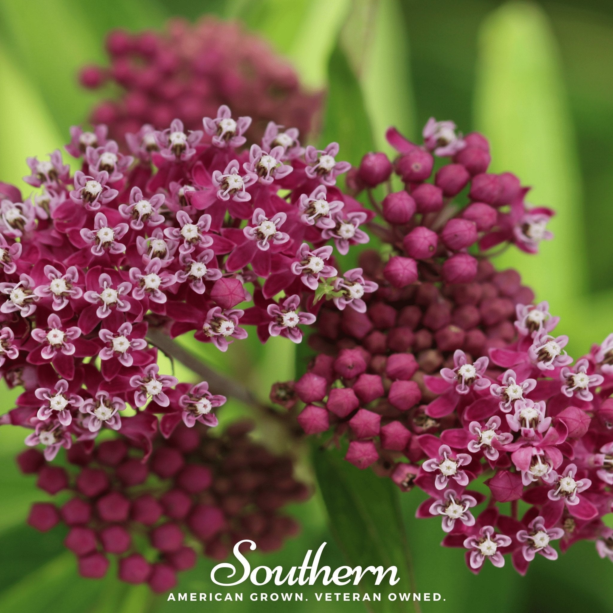 Swamp Milkweed – 50 Seeds | | Wiccan Center