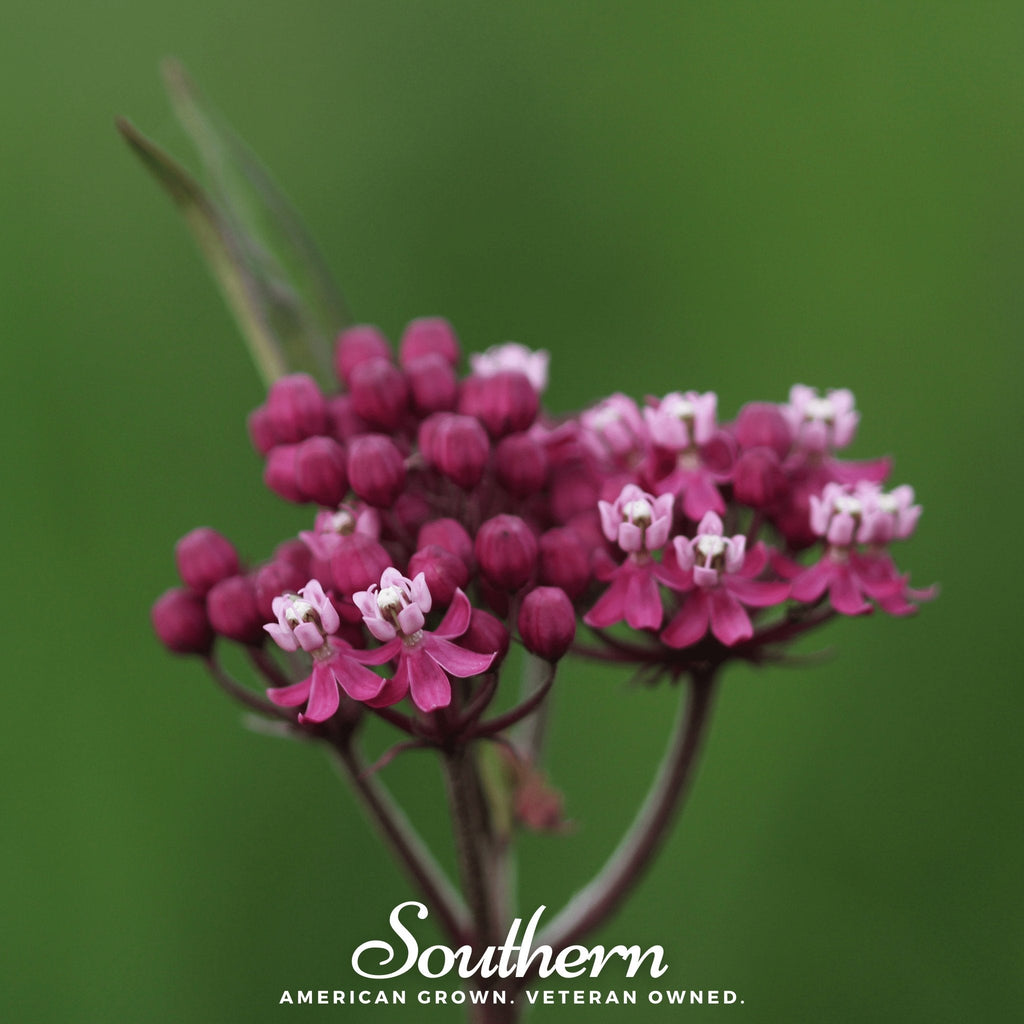 Swamp Milkweed – 50 Seeds | | Wiccan Center