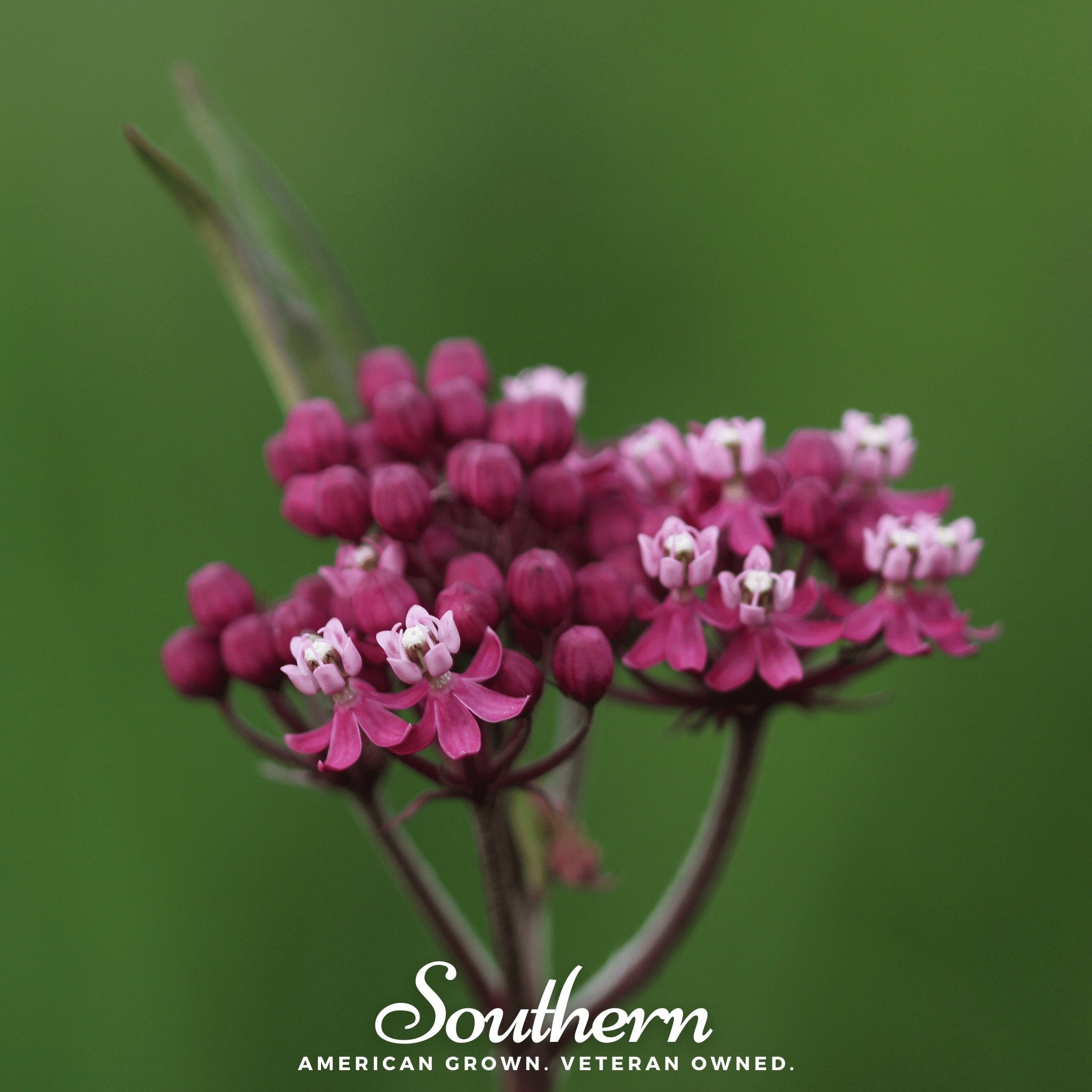 Swamp Milkweed – 50 Seeds | | Wiccan Center