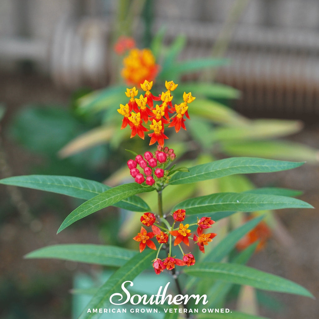 Tropical Milkweed – 50 Seeds | | Wiccan Center
