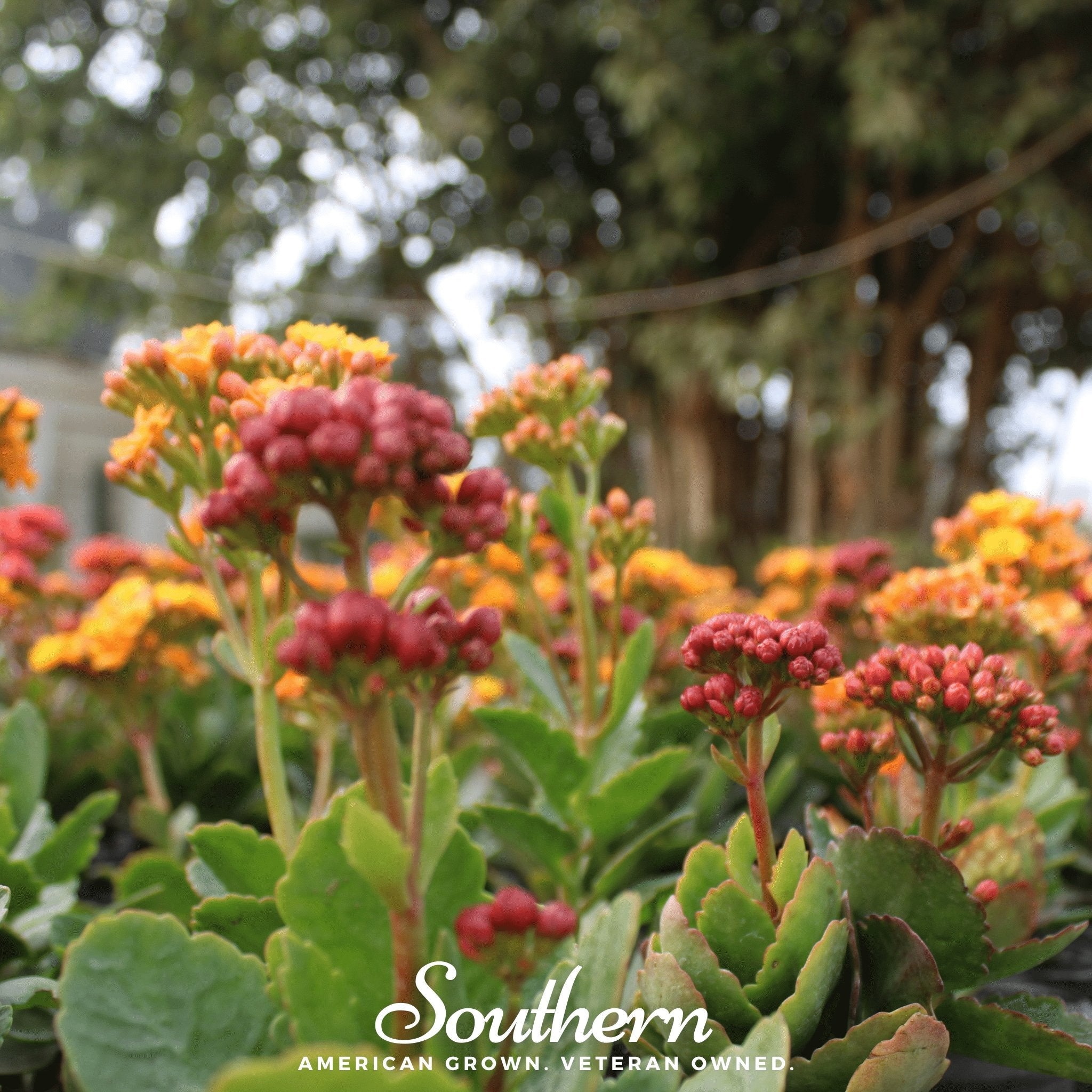 Tropical Milkweed – 50 Seeds | | Wiccan Center