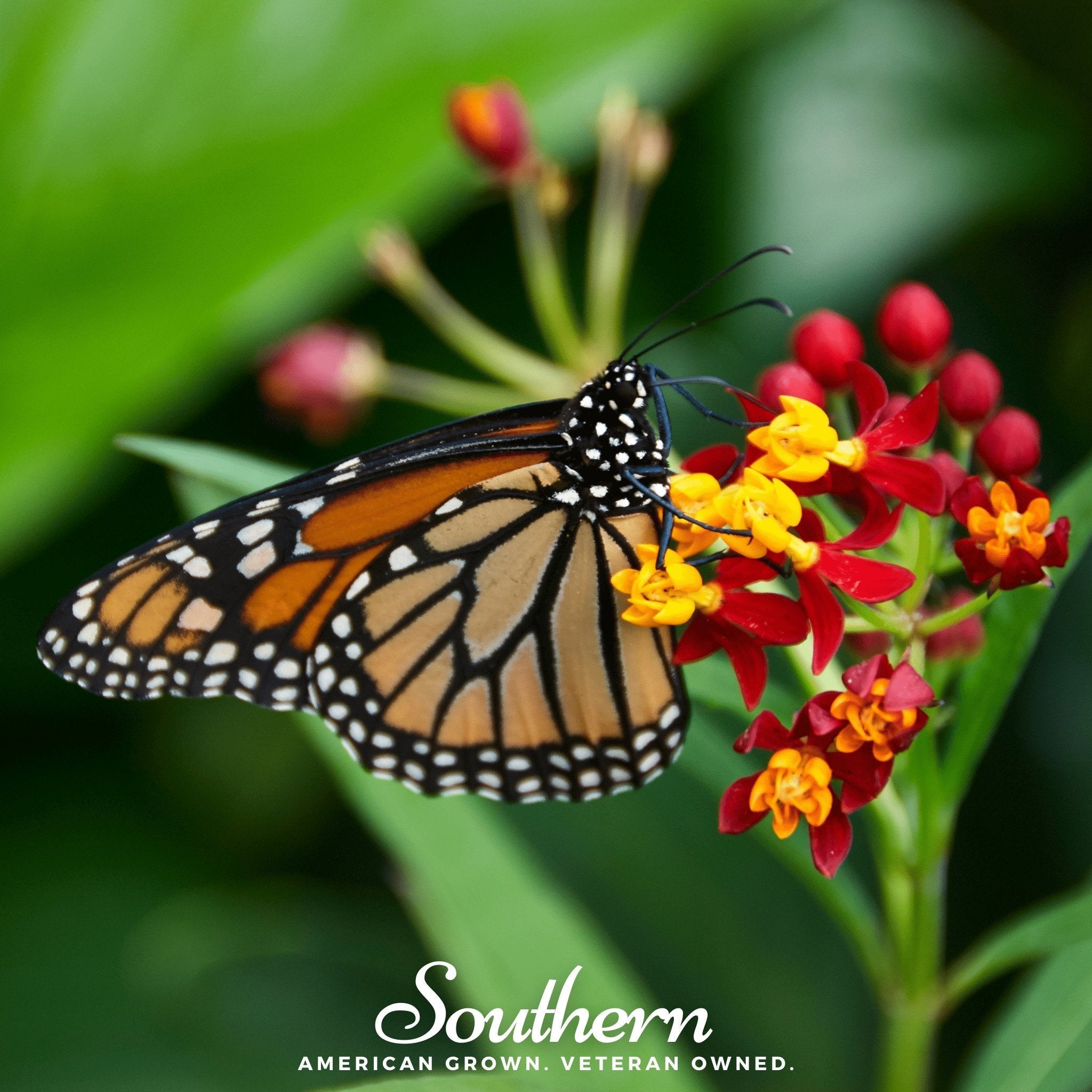Tropical Milkweed – 50 Seeds | | Wiccan Center