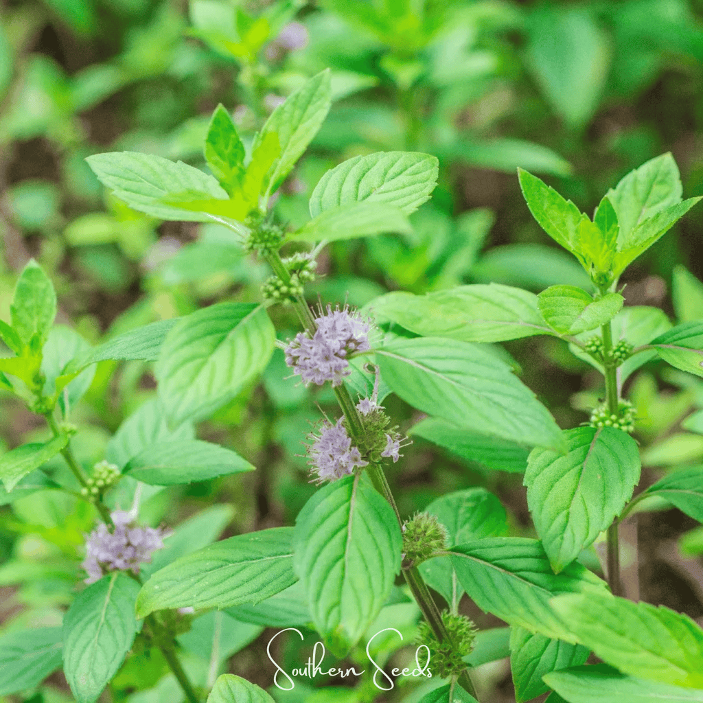 Wild Corn Mint – 100 Seeds | Seeds | Wiccan Center