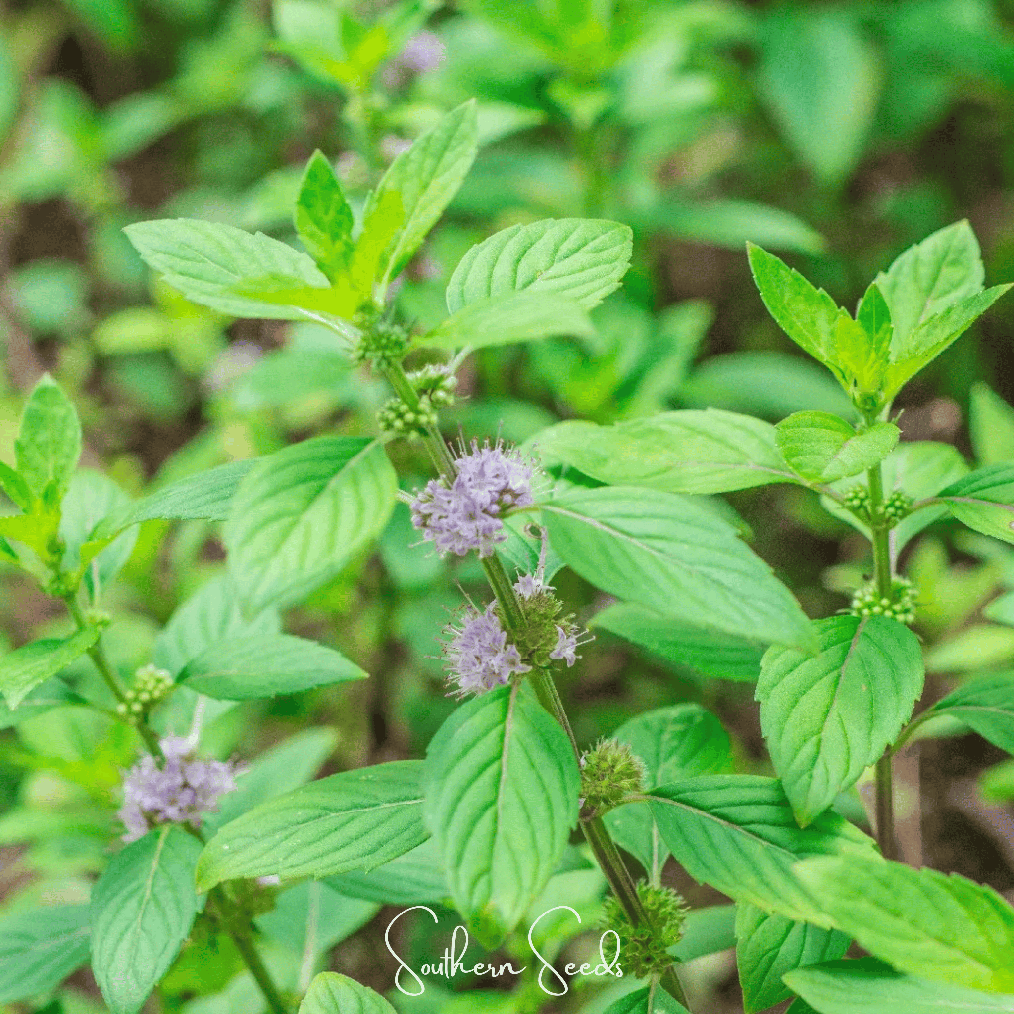 Wild Corn Mint – 100 Seeds | Seeds | Wiccan Center