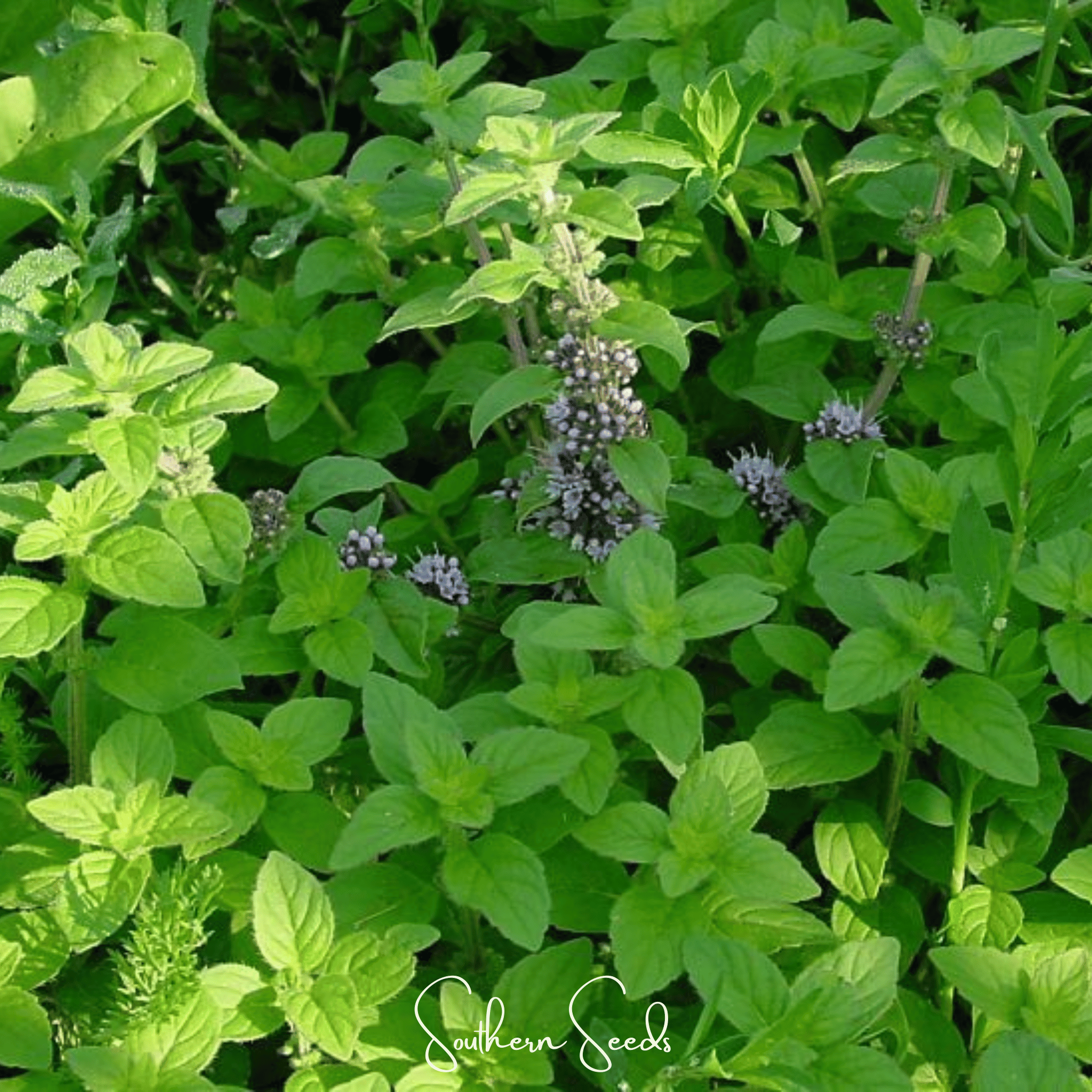 Wild Corn Mint – 100 Seeds | Seeds | Wiccan Center