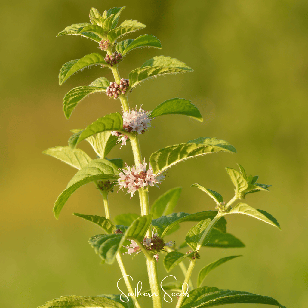 Wild Corn Mint – 100 Seeds | Seeds | Wiccan Center