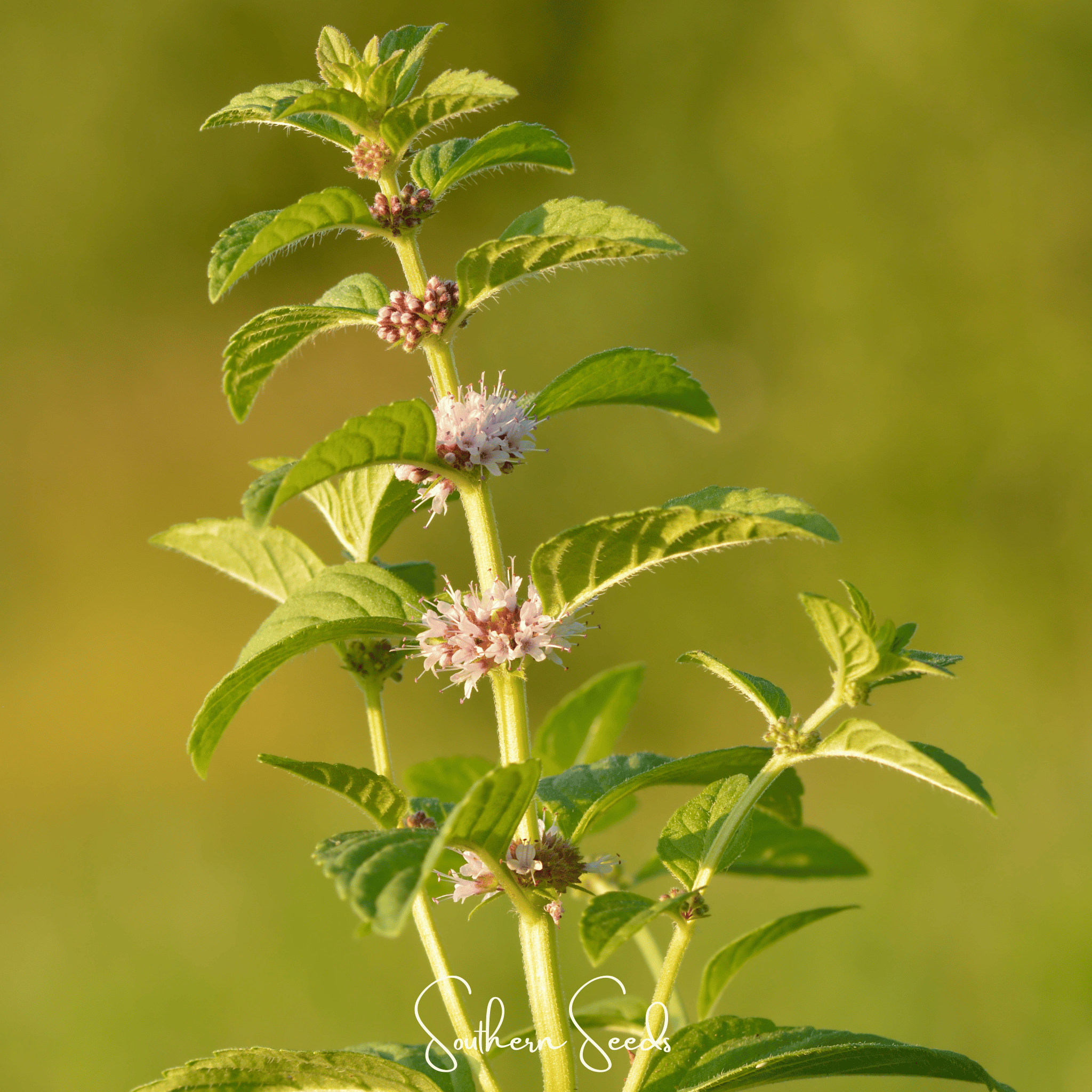 Wild Corn Mint – 100 Seeds | Seeds | Wiccan Center