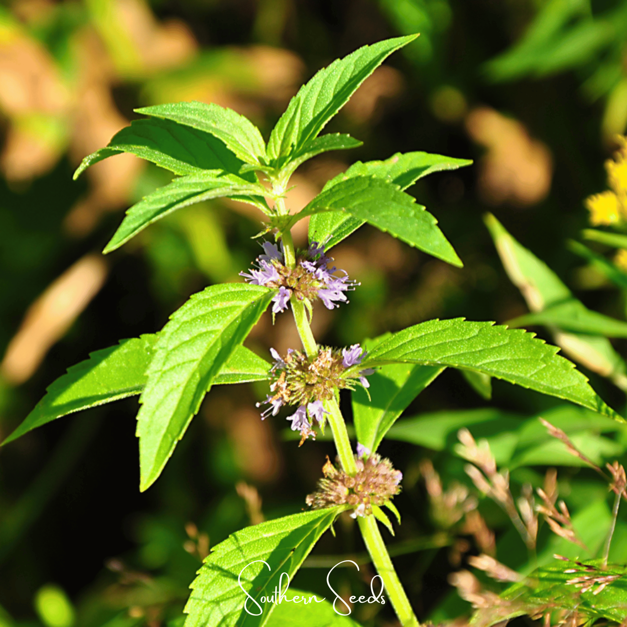 Wild Corn Mint – 100 Seeds | Seeds | Wiccan Center