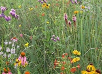 Southeast Native Meadowscaping Mix | | Wiccan Center