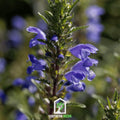 Dragonhead Moldavian Balm – 50 Seeds | Seeds | Wiccan Center