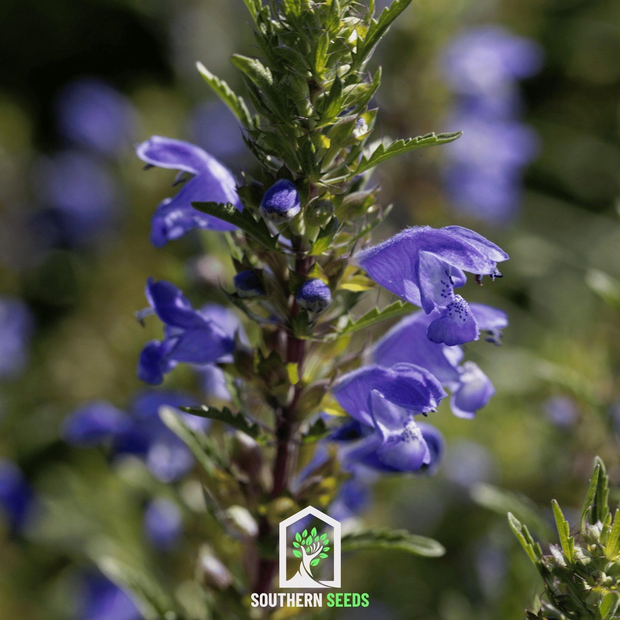 Dragonhead Moldavian Balm – 50 Seeds | Seeds | Wiccan Center