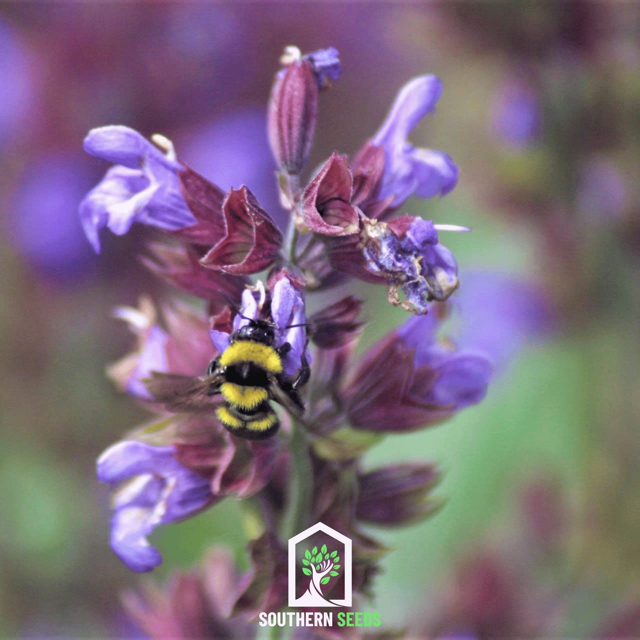 Dragonhead Moldavian Balm – 50 Seeds | Seeds | Wiccan Center