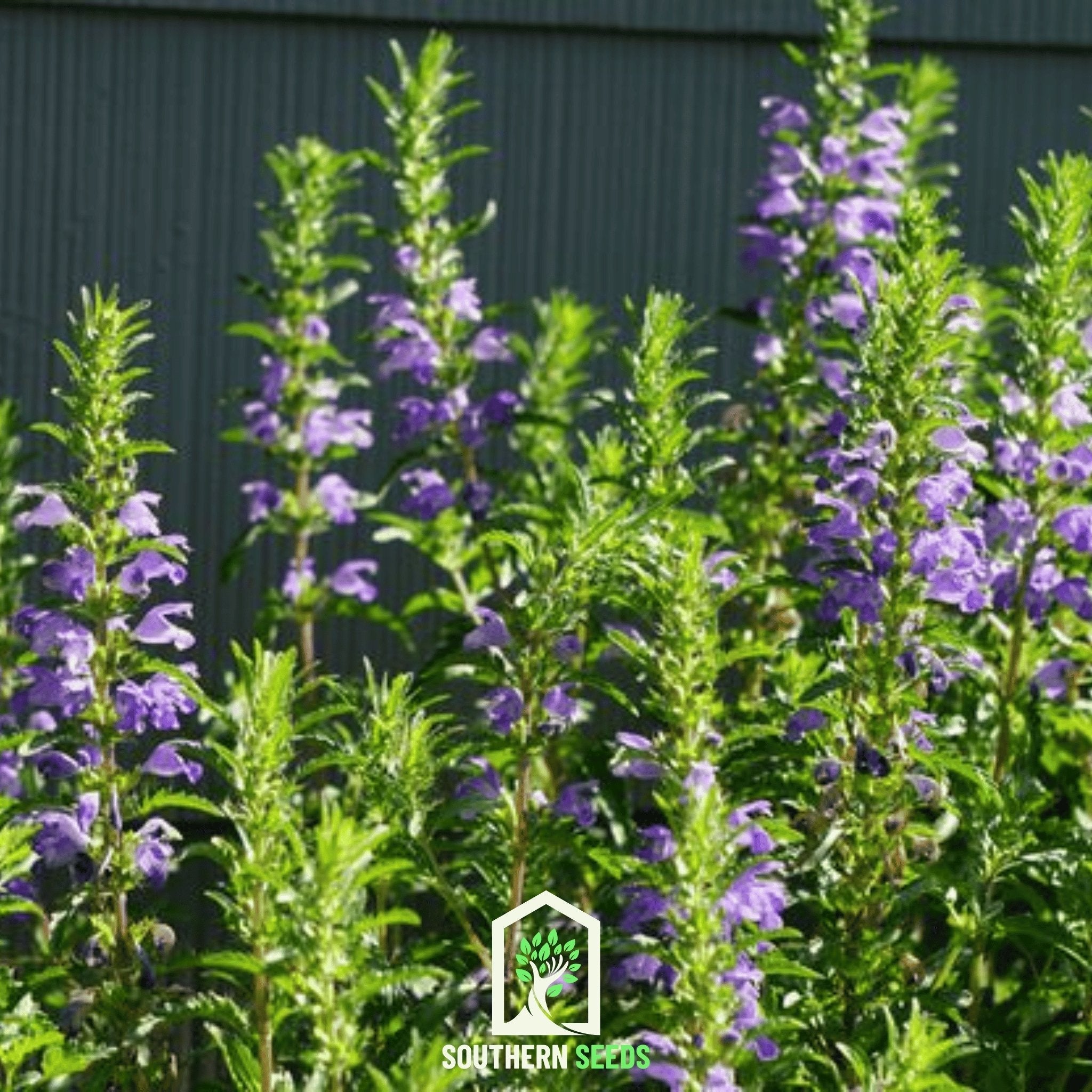 Dragonhead Moldavian Balm – 50 Seeds | Seeds | Wiccan Center