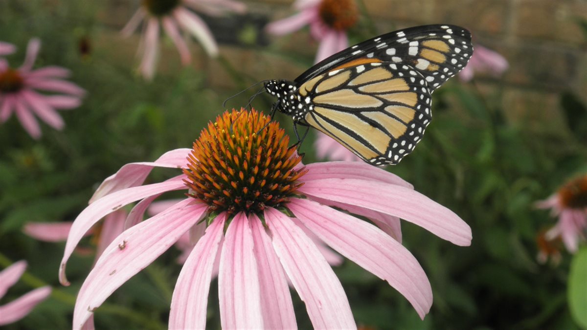 GoodBug™ Wildflower Mix A Natural Way to Fight Garden Pests—Without Chemicals | | Wiccan Center