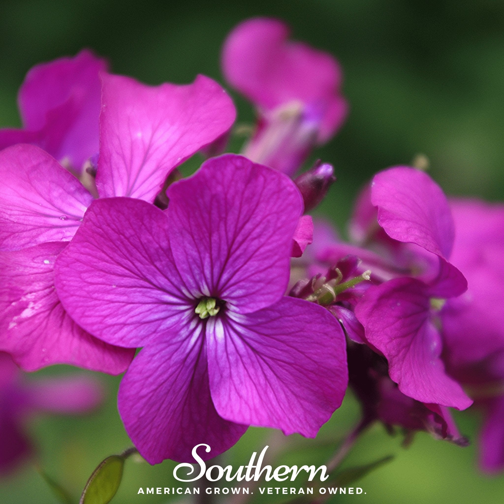 Money Plant – 20 Seeds | | Wiccan Center