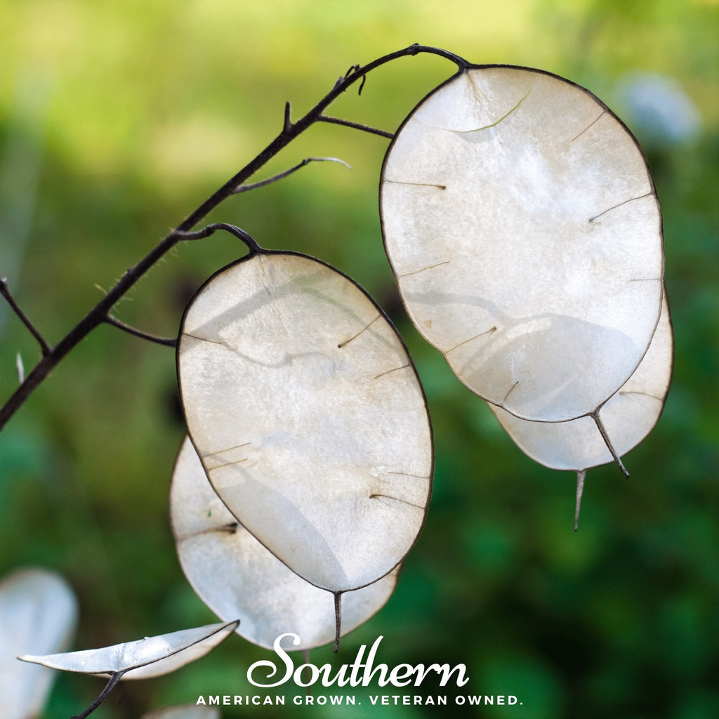 Money Plant – 20 Seeds | | Wiccan Center