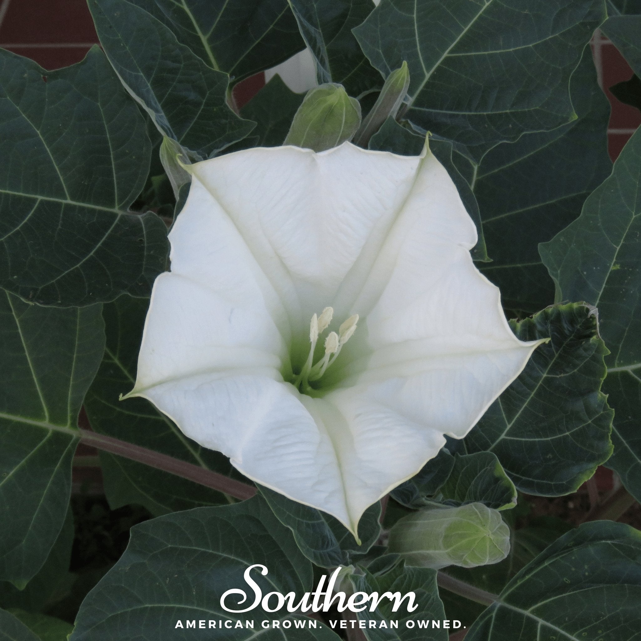 Moonflower – 25 Seeds | | Wiccan Center