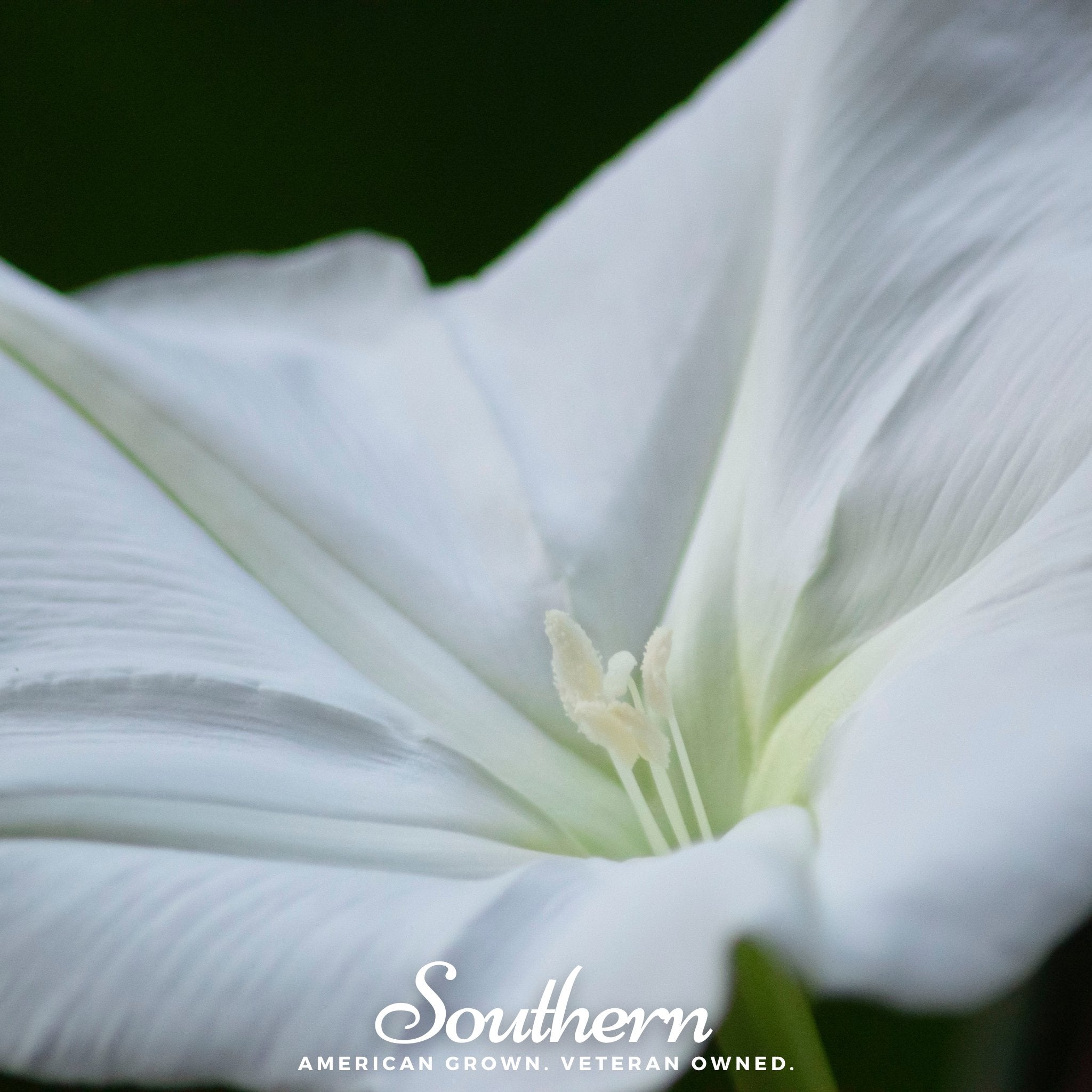 Moonflower – 25 Seeds | | Wiccan Center