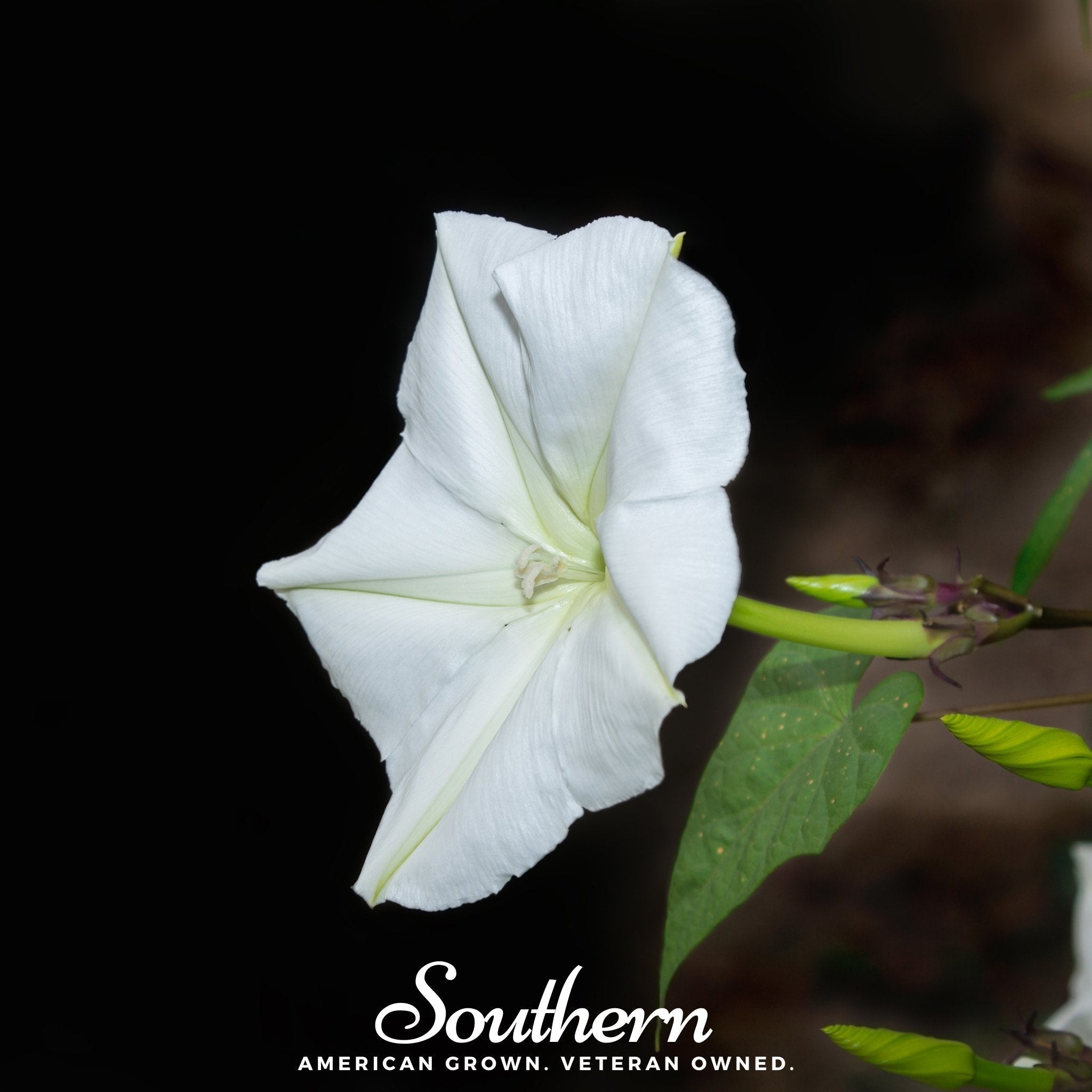 Moonflower – 25 Seeds | | Wiccan Center