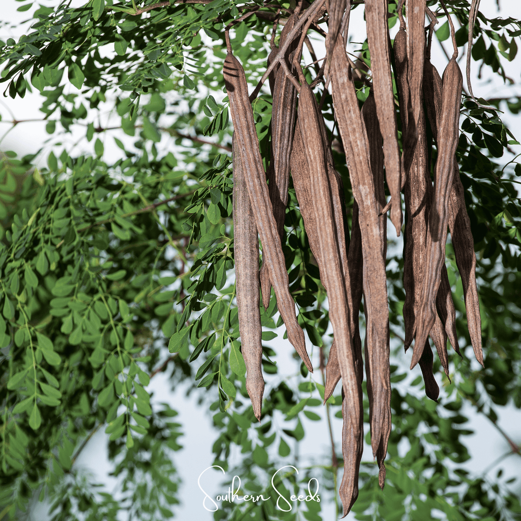 Moringa – 10 Seeds | Seeds | Wiccan Center