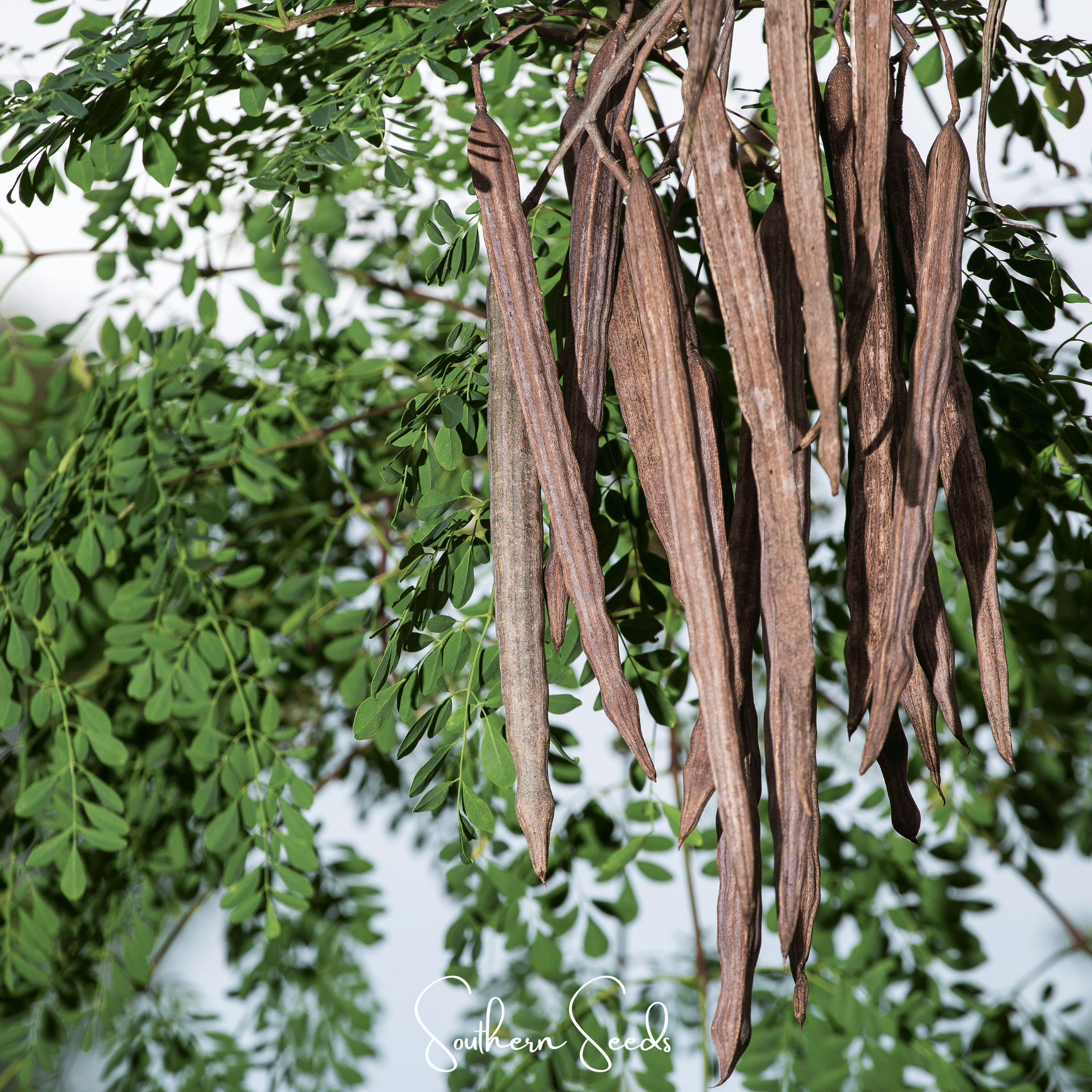 Moringa – 10 Seeds | Seeds | Wiccan Center