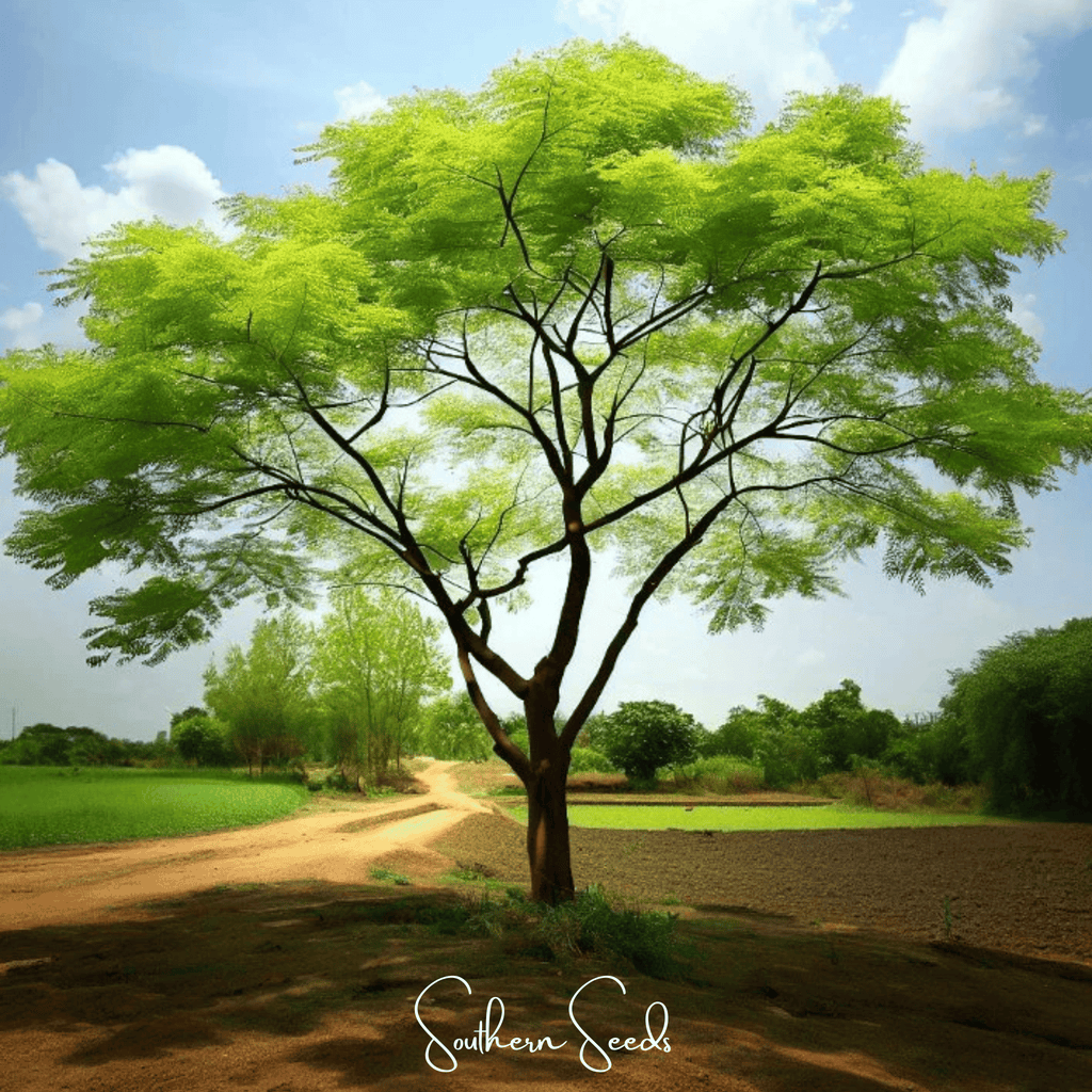 Moringa – 10 Seeds | Seeds | Wiccan Center