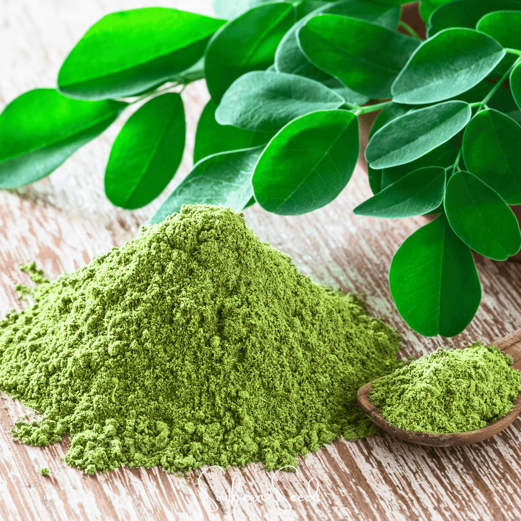 Moringa – 10 Seeds | Seeds | Wiccan Center