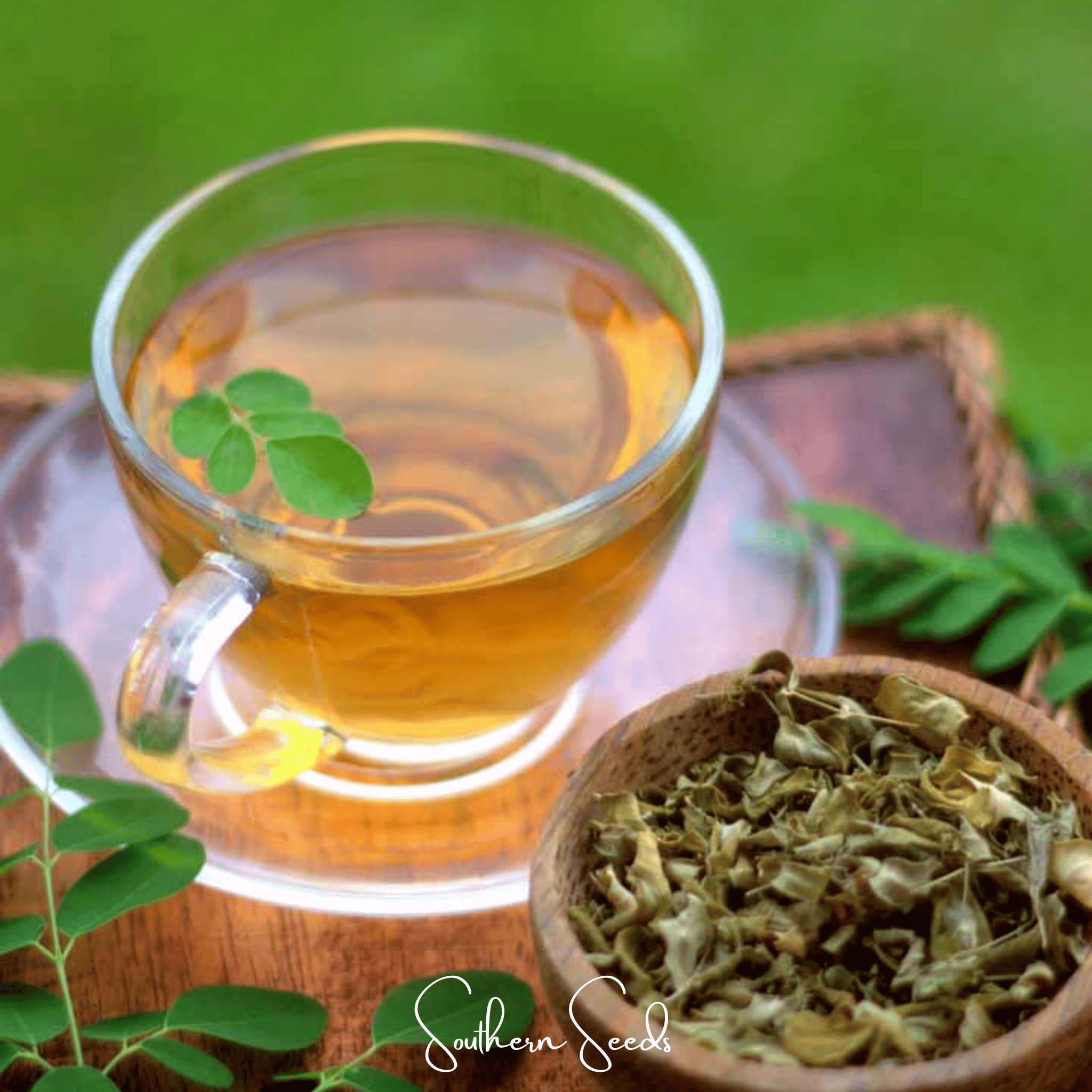 Moringa – 10 Seeds | Seeds | Wiccan Center
