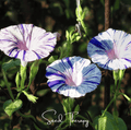 Harlequin Mix Morning Glory – 25 Seeds | Seeds | Wiccan Center